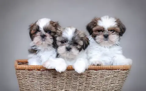 Shih Tzu sierść czy włosy - poznaj różnice i pielęgnację tej rasy