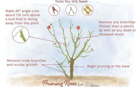 Illustration showing how to prune rose bushes, with tips on angle cuts, removing branches, and tools needed.