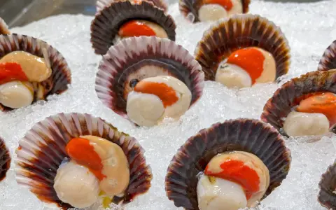 Noix de Saint-Jacques avec leur corail, prêtes pour la cuisson, sur un lit de glace. Un délice marin.