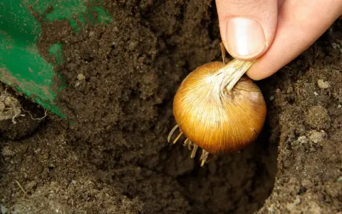 Eine Hand hält eine Zwiebel, bereit zum zwiebel einpflanzen in die Erde. Eine grüne Schaufel liegt daneben.