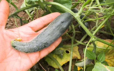 Mano che tiene un cetriolo verde, con piante di cetriolo sullo sfondo. Forse questo cetriolo diventerà giallo?