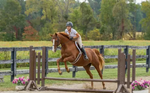 Une cavalière et son cheval brun sautent une barrière. Le hunter est en plein effort, montrant sa puissance et son agilité.