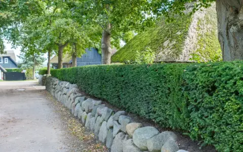 Eine dichte Hecke aus Eibe pflanzen säumt einen Weg mit Steineinfassung. Dahinter ein reetgedecktes Haus und Bäume.