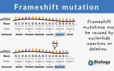 Mutazione frameshift: inserzione di CG altera la sequenza aminoacidica da Arginina a Glutammato.