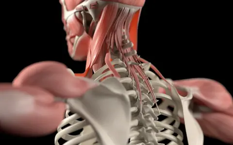 Detailansicht der Nackenmuskulatur Anatomie mit Wirbelsäule und Schulterknochen.