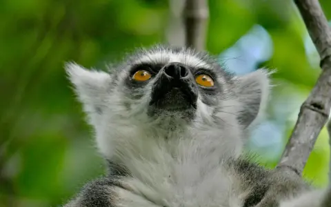 Lemur z Madagaskaru z pomarańczowymi oczami patrzący w górę na tle zieleni.
