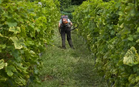 Un viticulteur utilise un coupe-herbe dans un vignoble. La différence entre vigneron et viticulteur est que le premier fait le vin, le second cultive la vigne.