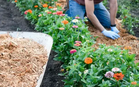 A gardener demonstrates how to lay mulch around vibrant zinnias. A wheelbarrow full of mulch sits nearby.
