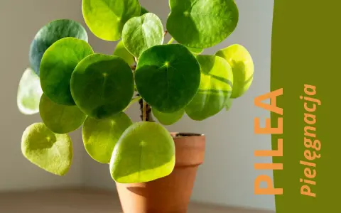 Pilea peperomioides, czyli pieniążek, w ceramicznej doniczce. Zielone, okrągłe liście pięknie odbijają światło.