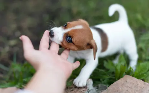 Szczeniak Jack Russell Terrier gryzie rękę. Dowiedz się, jak oduczyć szczeniaka gryzienia, oferując mu zabawki do gryzienia.