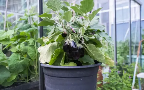 En kruka med en planta som bär flera mörka, glänsande auberginer. Det är en vacker syn att se hur man kan odla aubergine i växthus.