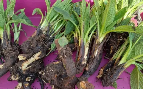 Racines et feuilles de consoude sauvage, idéales pour reconnaître cette plante médicinale.