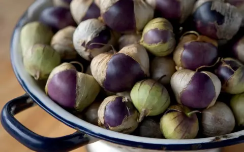 A colander full of purple and green tomatillos, ready for harvest. Their papery husks are partially peeled back, revealing the vibrant fruit within.