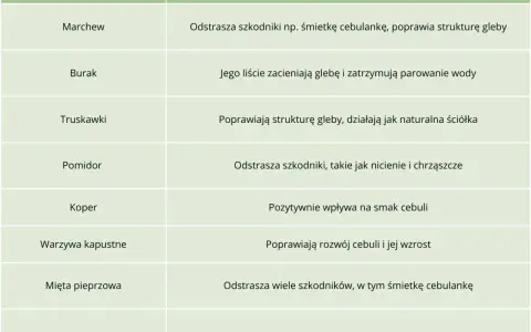 Tabela podpowiada, co sadzić obok cebuli: marchew, truskawki, pomidor, koper, warzywa kapustne, mięta, nagietek.