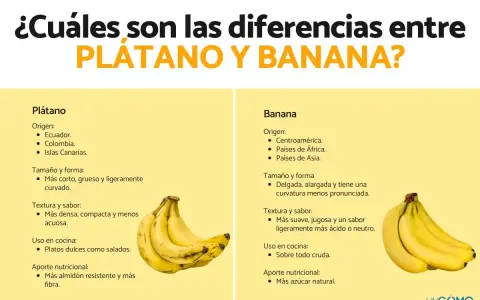 Infografía que explica la diferencia entre plátano y banana, mostrando sus orígenes, tamaño, textura, uso en cocina y aporte nutricional.