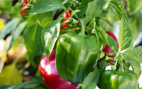 Peperoni verdi e rossi maturi pronti per essere raccolti, un ottimo risultato del coltivare peperoni.
