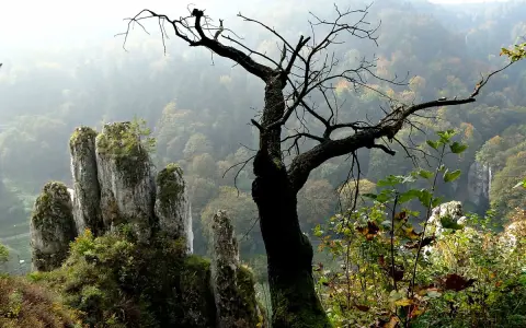 Ojcowski Park Narodowy co zobaczyć: skalne iglice przypominające dłoń, poskręcane drzewo i mglisty, jesienny krajobraz.