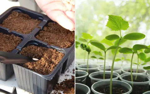 Siew ogórków na rozsadę: ręka z nasionami nad doniczką z ziemią i młode sadzonki w plastikowych kubeczkach.