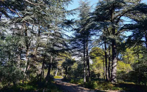 Sentier rocailleux traversant la forêt des cèdres à Cabrières d'Avignon, sous un ciel bleu éclatant.