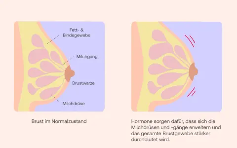 Brust im 2. Trimester: Hormone erweitern Milchgänge, was zu Brustschmerzen führen kann. Die Durchblutung des Brustgewebes nimmt zu.