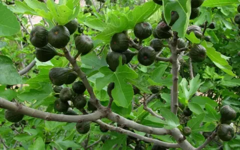 Higuera cargada de frutos verdes, algunos bajo el sol, otros en la sombra. Las hojas grandes y lobuladas protegen los higos.