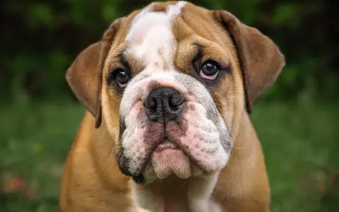 Uroczy buldog angielski szczeniak, którego cena może Cię zaskoczyć.