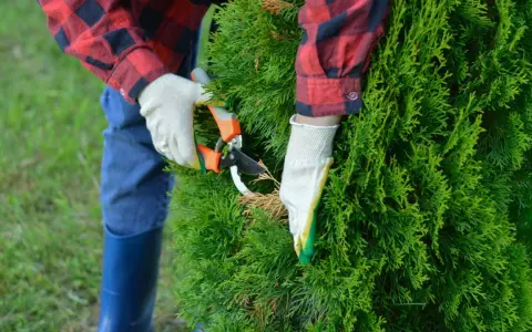 Mit einer Gartenschere wird eine grüne Hecke geschnitten. Die Person trägt Handschuhe und ein kariertes Hemd.