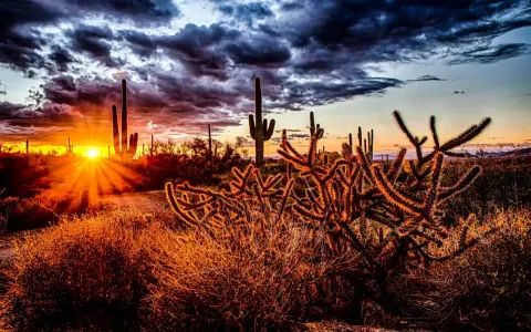 Cactus silhouette se découpant sur un ciel dramatique lors d'un magnifique couché de soleil. Les rayons du soleil percent les nuages sombres, illuminant le paysage désertique d'une lueur dorée.