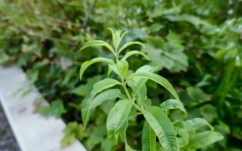 Tige de verveine citronnelle aux feuilles vertes vives, avec un léger flou en arrière-plan.