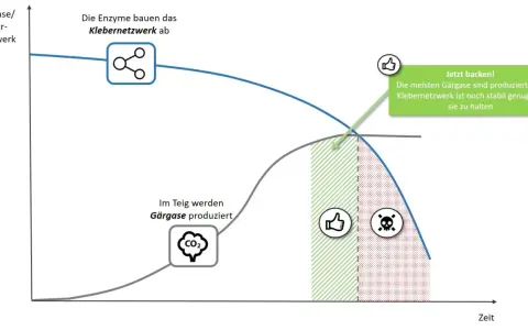 Diagramm zeigt, warum Brot im Ofen nicht aufgeht: Gärgase werden produziert, aber das Klebernetzwerk bricht zusammen.