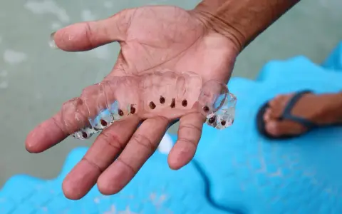 Una mano sostiene una cadena de salpas que son transparentes y gelatinosas, con pequeños puntos oscuros en su interior.