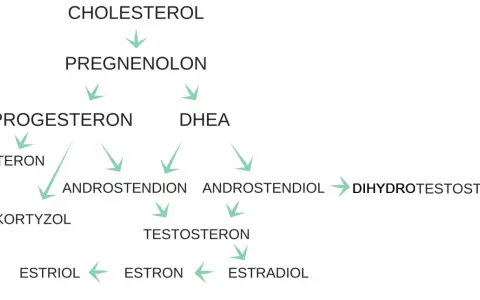 Schemat przedstawia szlaki metaboliczne hormonów steroidowych, od cholesterolu do estrogenów, w tym progesteronu, kluczowego dla cyklu miesiaczkowego.