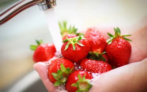 Frische Erdbeeren werden in den Händen unter fließendem Wasser gewaschen.