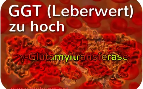 GGT (Leberwert) zu hoch: γ-Glutamyltransferase, ein Enzym, dessen erhöhter Blutwert auf Leberprobleme hinweisen kann.