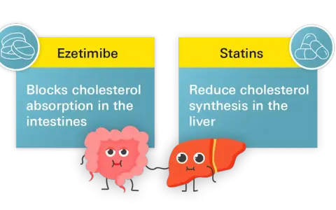 Ezetymib blokuje wchłanianie cholesterolu w jelitach, podczas gdy statyny redukują jego syntezę w wątrobie.