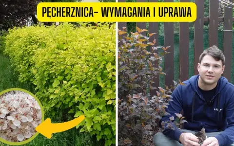 Pęcherznica: Jak przycinać? Krok po kroku do obfitych kwiatów