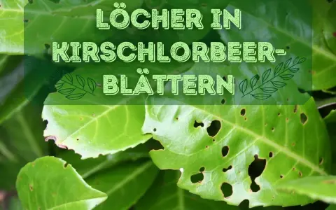 Löcher in Kirschlorbeer-Blättern deuten auf mögliche Krankheiten oder Schädlinge hin.