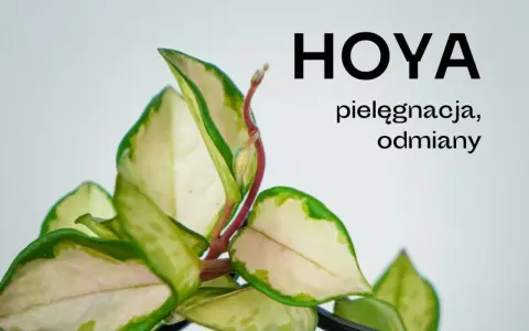 Zielone liście z kremowymi obrzeżami, pnącze Hoya. Poznaj tajniki pielęgnacji i odmiany tej pięknej rośliny.