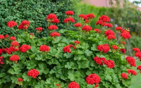 Kaskada intensywnie czerwonych kwiatów pelargonii Calliope na tle zielonych liści i krzewów.