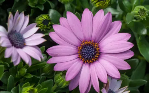 Gros plan d'une osteospermum fleur ressemblant à une marguerite, aux pétales violets et au cœur bleu et orange.