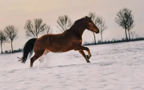 Un magnifique cheval franche montagne galope dans la neige, soulevant des éclaboussures blanches. Les arbres dénudés se dressent en arrière-plan.