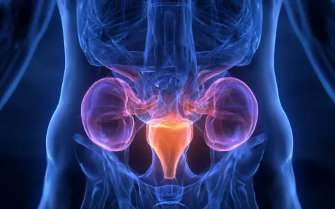 Anatomia układu moczowego z widocznymi nerkami i pęcherzem. Grafika ilustruje powiększona prostata leczenie.