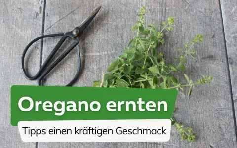 Frische Kräuter für den perfekten Geschmack: Mit einer kleinen Schere wird jetzt oregano ernten zum Kinderspiel.
