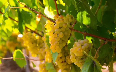 Grappes de raisin blanc du cépage Rolle mûrissant sous le soleil, prêtes à devenir un vin frais et aromatique.