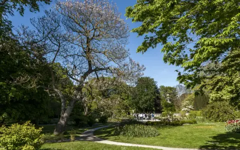 En park med en blommande paulownia tomentosa i förgrunden. En grönskande trädgård med en gångstig och en grupp besökare i bakgrunden.