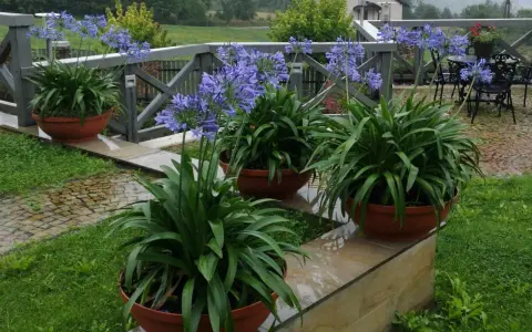 Piękne, fioletowe agapanty w donicach zdobią taras. W tle widać drewnianą balustradę i zielony ogród.