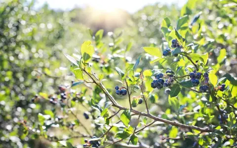 Gros plan sur des myrtilles sauvages mûres sur une branche, baignées par la lumière du soleil.