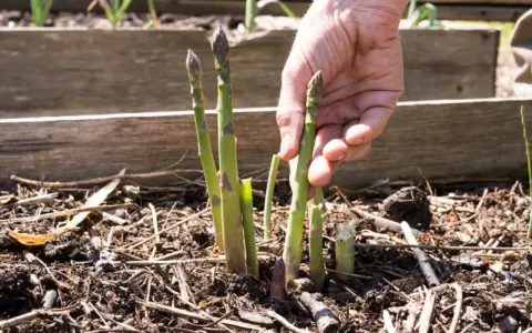 A hand gently plucks a fresh asparagus spear from the soil, demonstrating how to harvest asparagus.