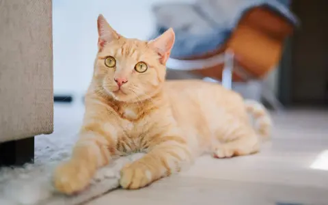 An orange tabby cat with bright yellow eyes lies on a rug, looking towards the camera.