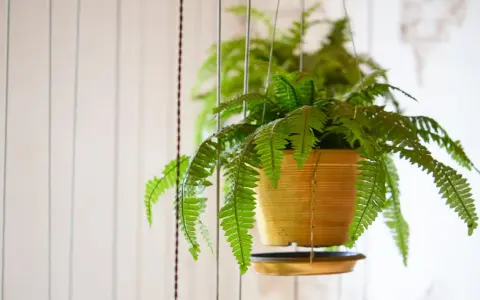 Une fougère de Boston extérieure, luxuriante et verte, pend dans un pot doré, ses frondes tombant gracieusement.